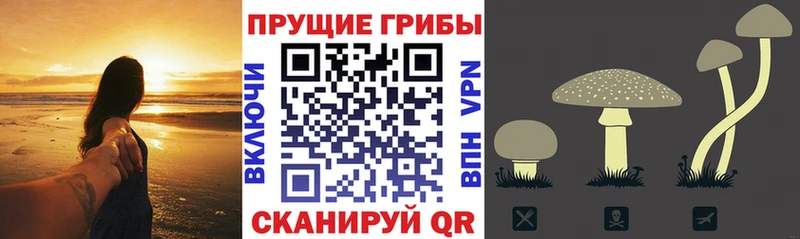 ссылка на мегу как зайти  Котельнич  сайты даркнета формула  Псилоцибиновые грибы мицелий 